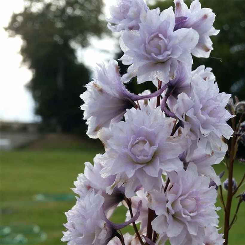 Hoher Rittersporn Highlander Cha Cha - Delphinium (Blüte)