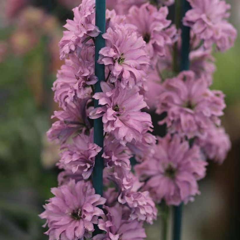 Hoher Rittersporn Highlander Flamenco - Delphinium (Blüte)