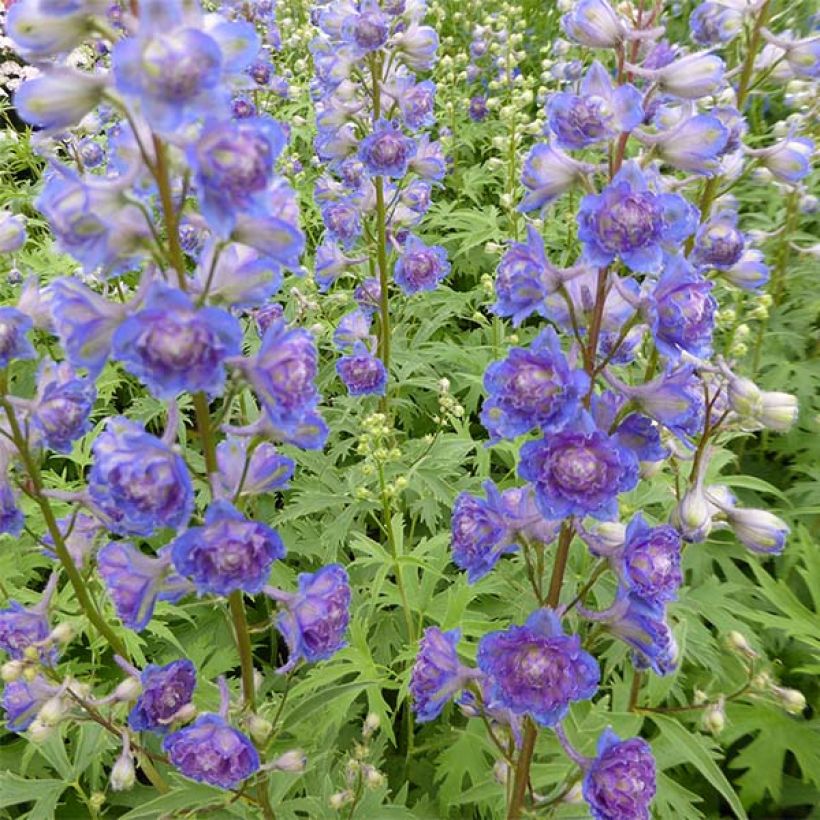 Hoher Rittersporn Highlander Sweet Sensation - Delphinium (Blüte)