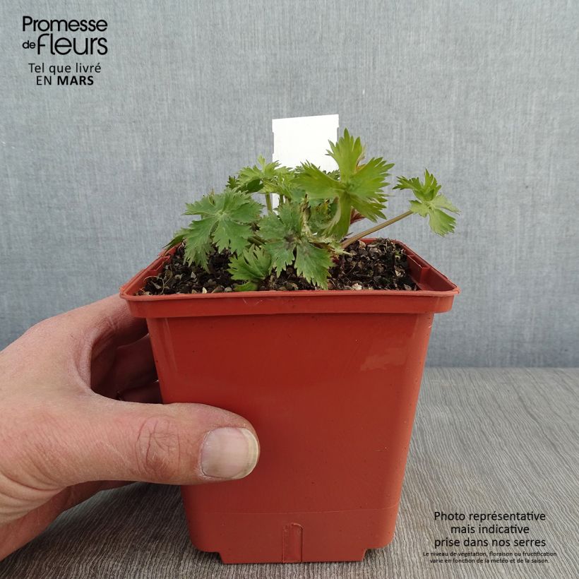 Exemplar von Delphinium Highlander Sweet Sensation - Pied d'Alouette vivace Pot de 1L/1.5L wie im Winter geliefert