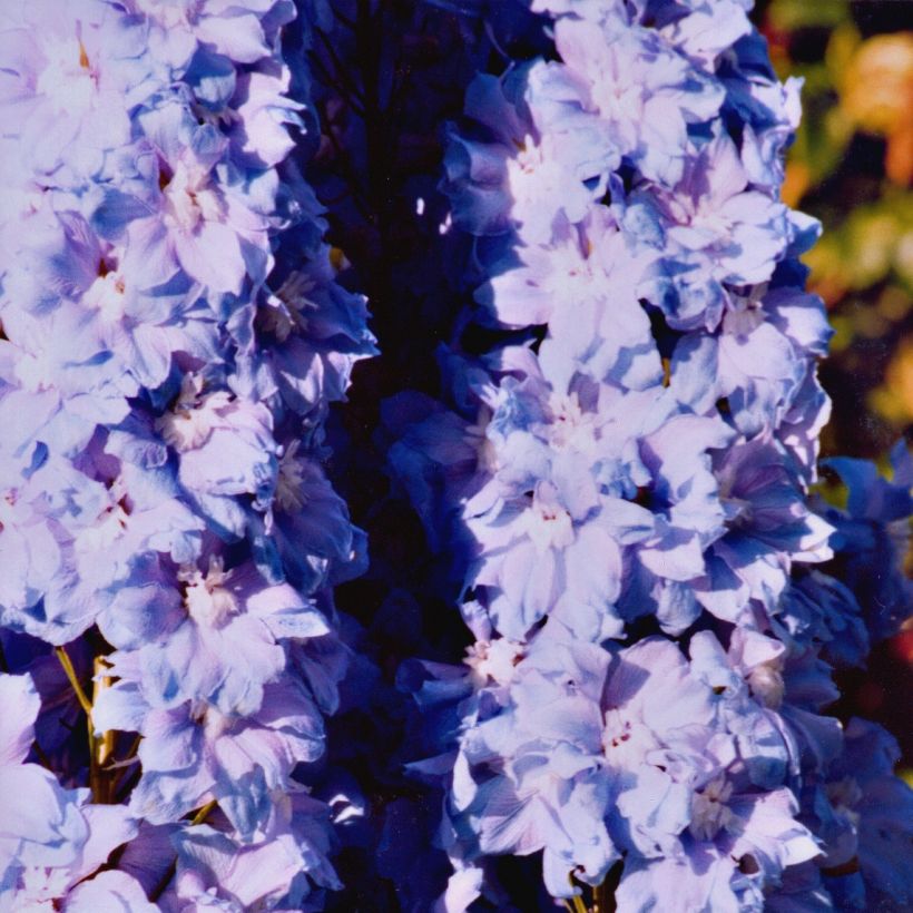 Pacific-Rittersporn Misty Mauves - Delphinium (Hafen)