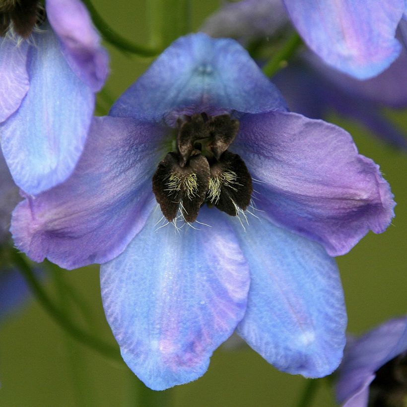 Pacific-Rittersporn Mrs Newton Lees - Delphinium (Blüte)