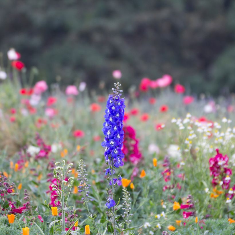 Pacific-Rittersporn Blue Biird - Delphinium (Hafen)