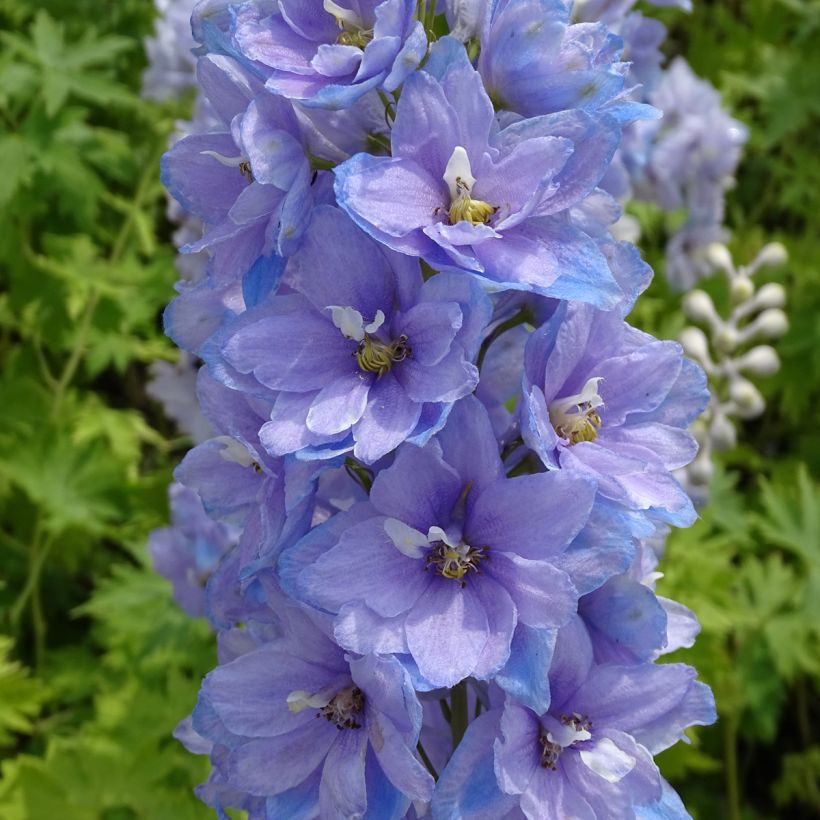 Pacific-Rittersporn Cameliard - Delphinium (Blüte)