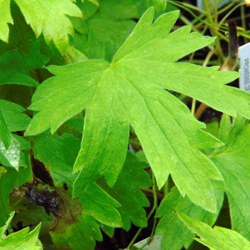 Pacific-Rittersporn Galahad - Delphinium (Laub)