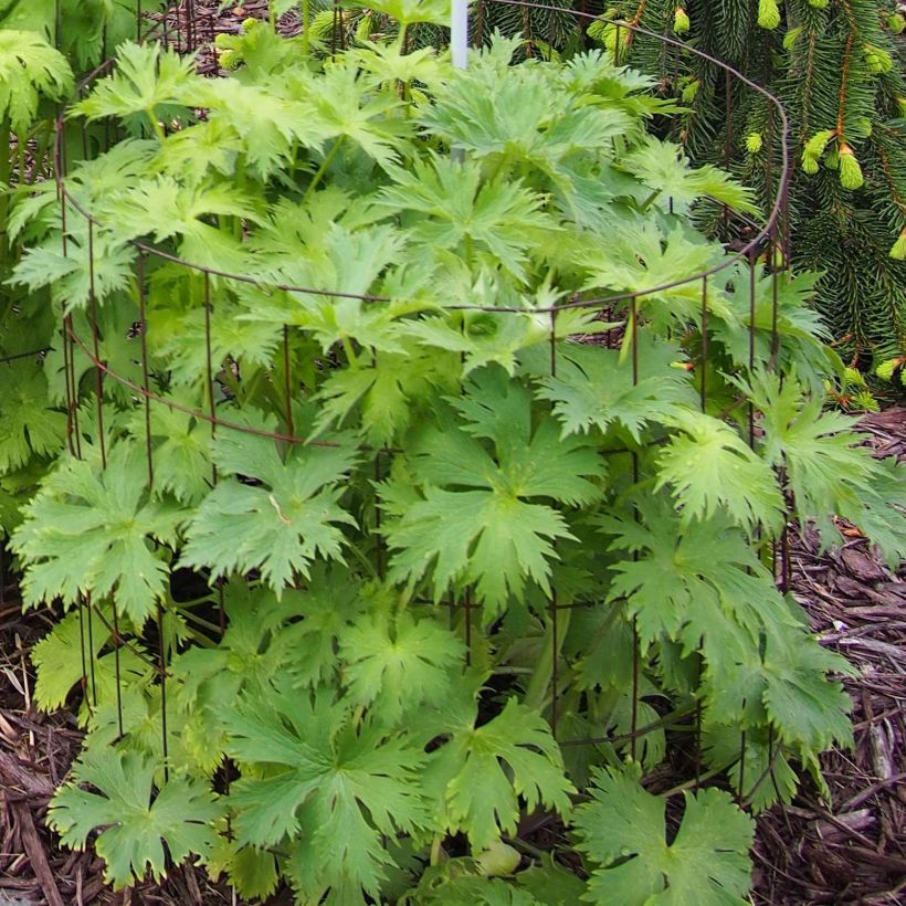 Hoher Rittersporn Pagan Purples - Delphinium elatum (Laub)