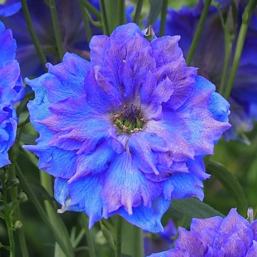 Hoher Rittersporn Pagan Purples - Delphinium elatum (Blüte)