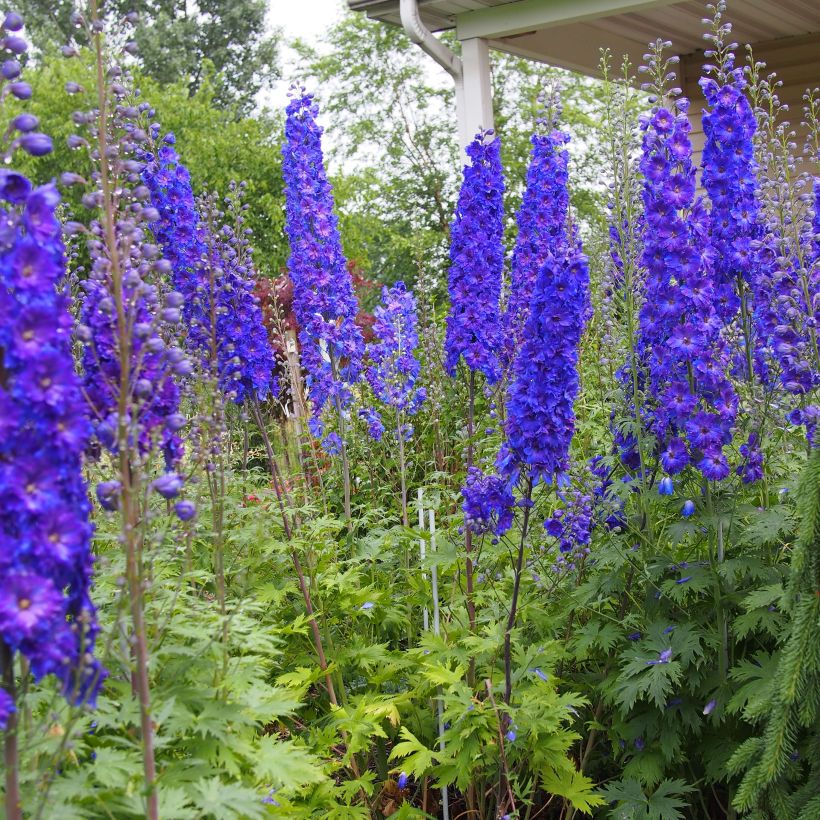 Hoher Rittersporn Pagan Purples - Delphinium elatum (Hafen)