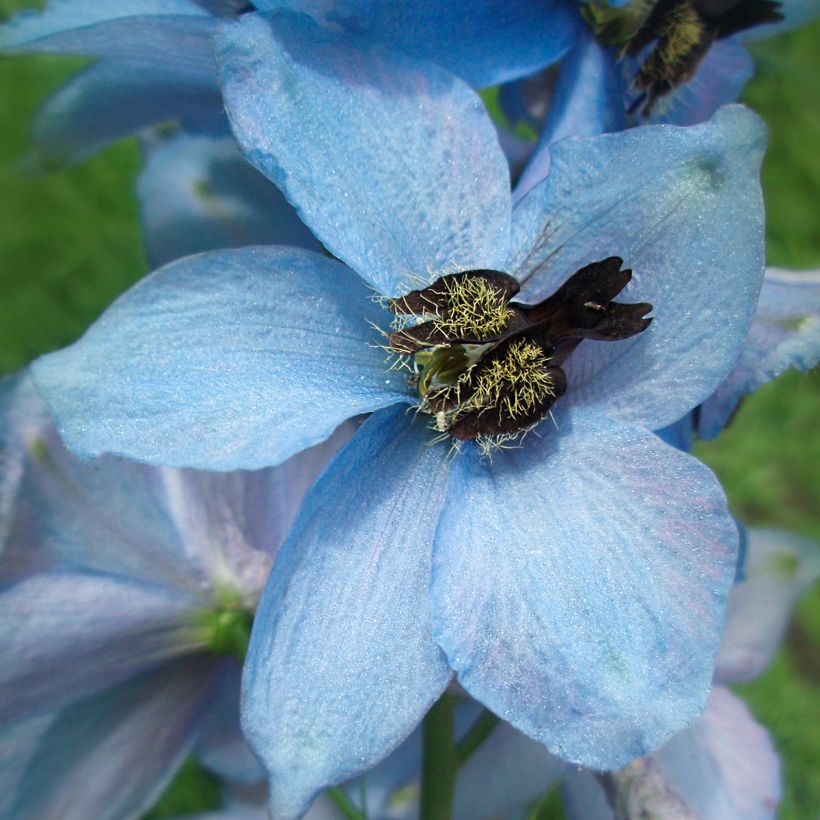 Pacific-Rittersporn Perlmutterbaum - Delphinium (Blüte)