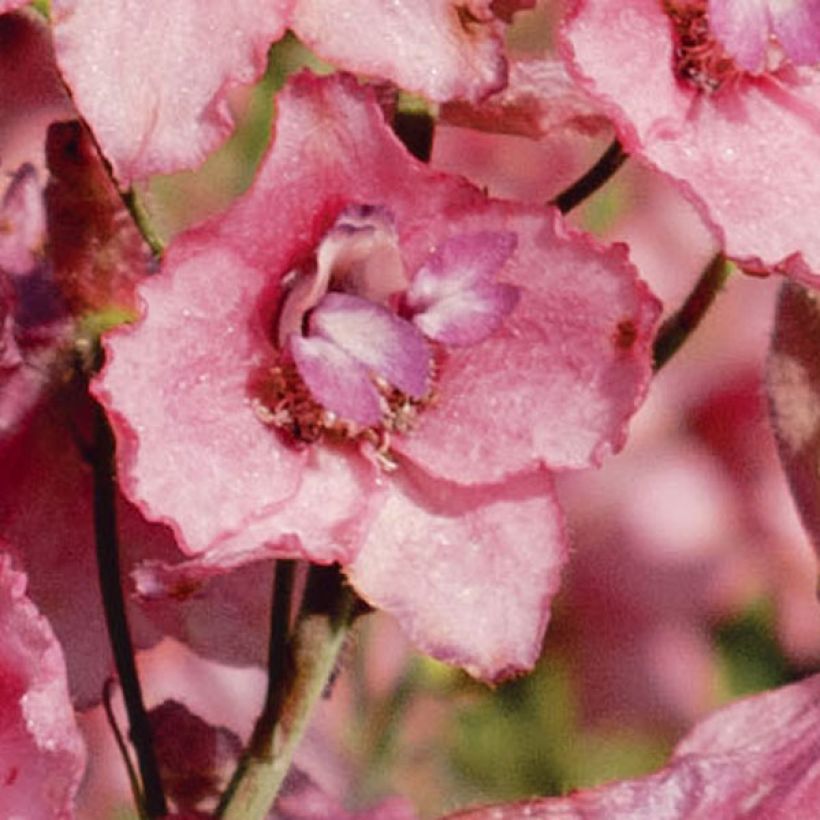 Delphinium ruysii Pink Sensation - Garten-Rittersporn (Blüte)