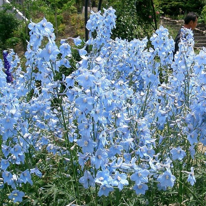 Delphinium belladona Ballkleid - Garten-Rittersporn (Hafen)