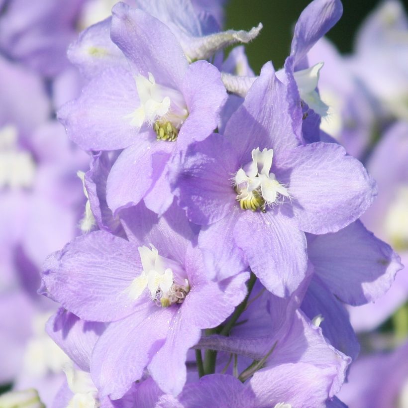 Delphinium belladona Delphinium belladonna Capri - Garten-Rittersporn (Blüte)