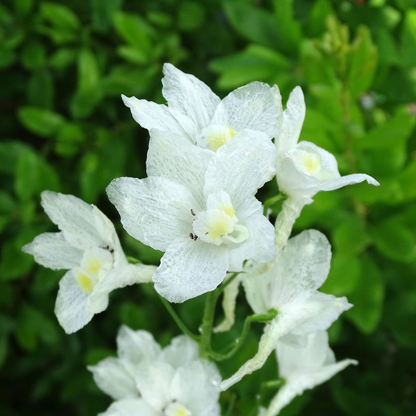 Delphinium belladona Casa Blanca - Garten-Rittersporn (Blüte)