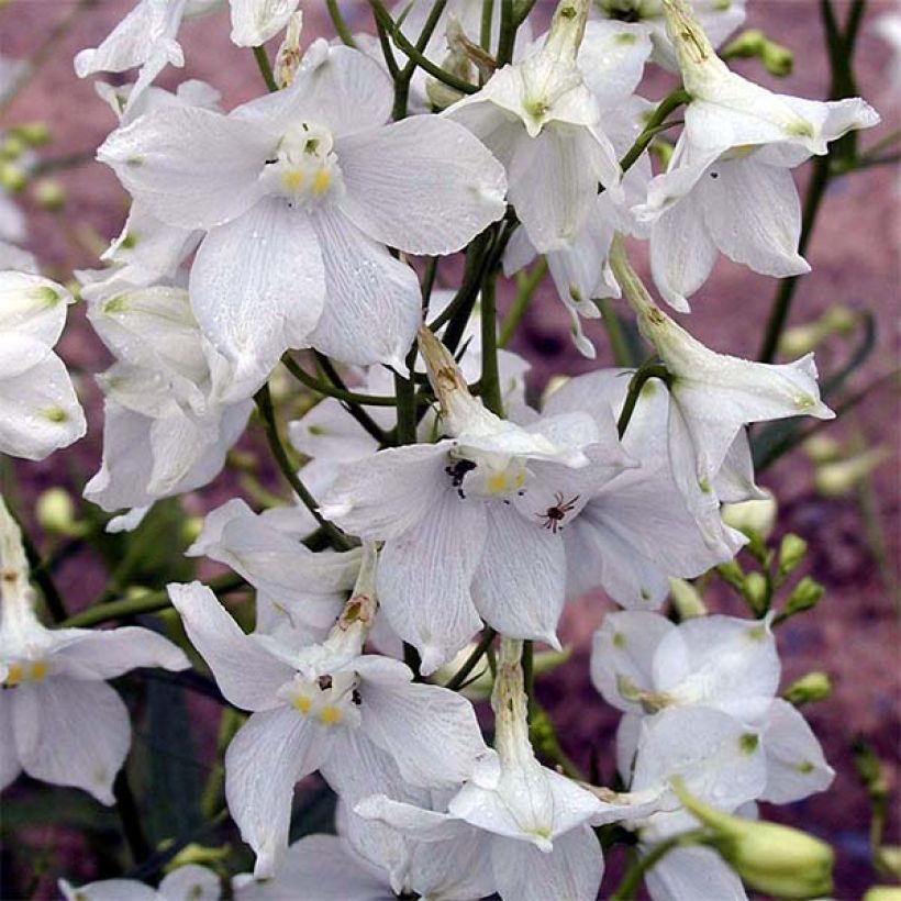 Delphinium belladona Moerheimii - Garten-Rittersporn (Blüte)