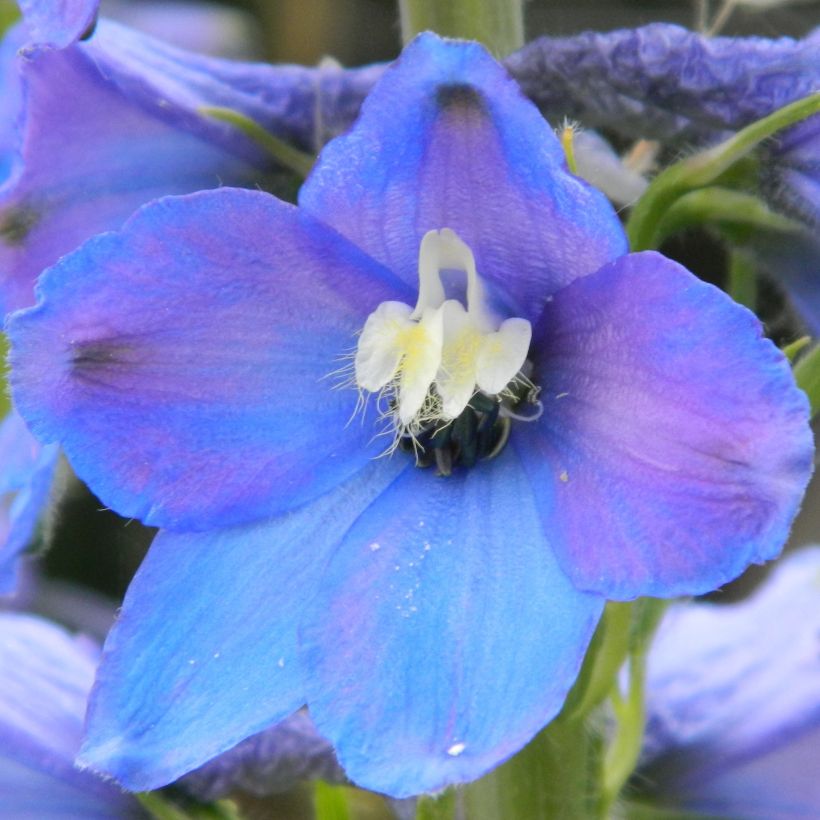 Delphinium belladona Piccolo - Garten-Rittersporn (Blüte)