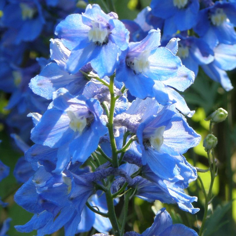 Delphinium belladona Piccolo - Garten-Rittersporn (Hafen)