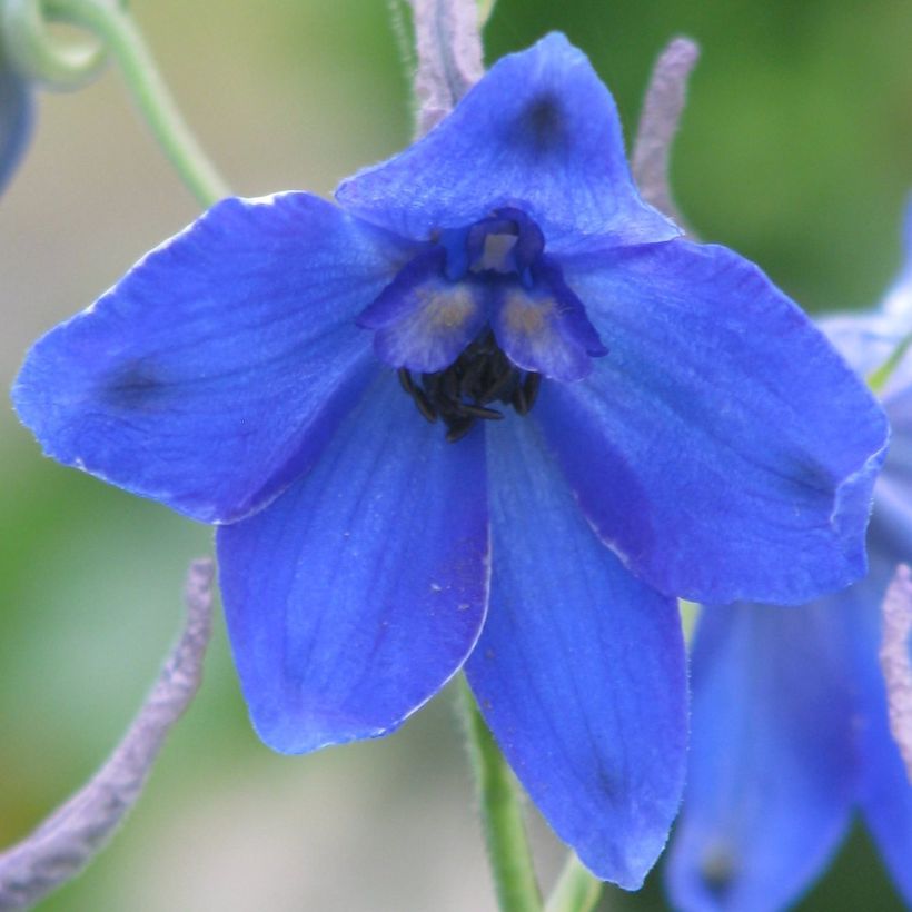 Delphinium belladonna Völkerfrieden - Garten-Rittersporn (Blüte)