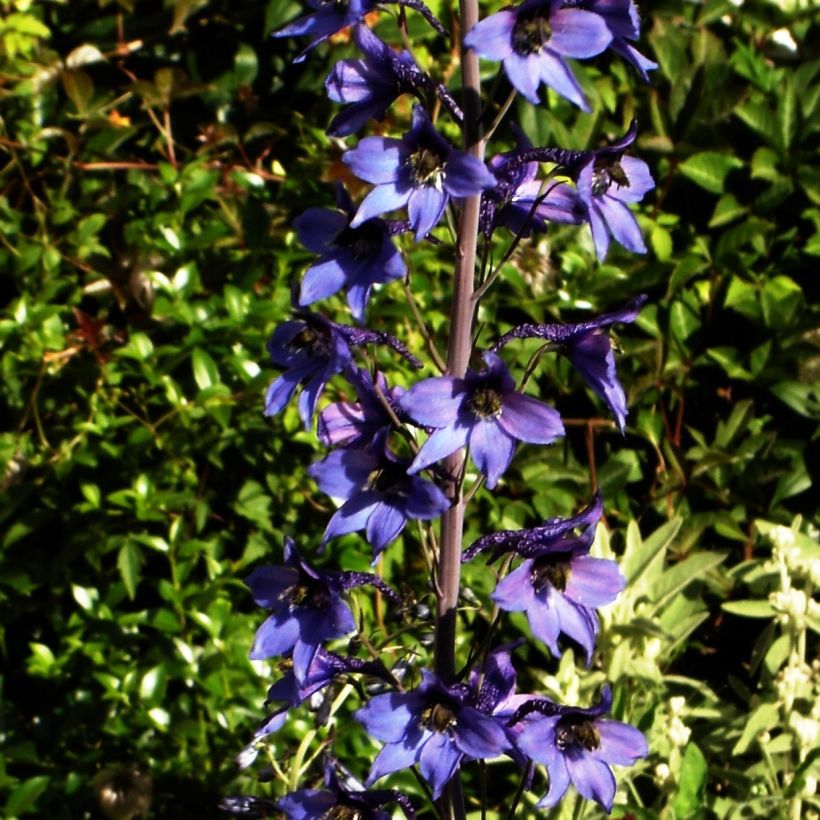 Delphinium belladonna Völkerfrieden - Garten-Rittersporn (Hafen)