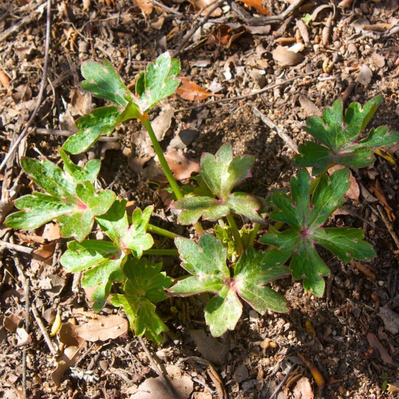 Delphinium cardinale - Scharlachroter Rittersporn (Laub)