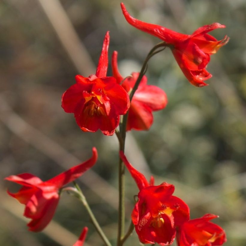 Delphinium cardinale - Scharlachroter Rittersporn (Blüte)