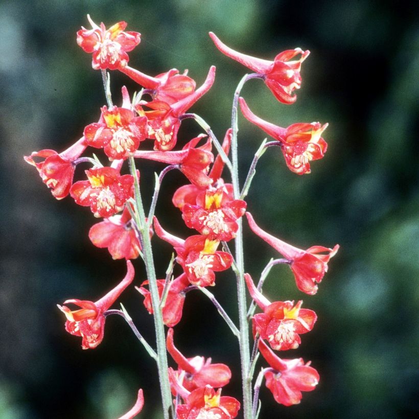 Delphinium cardinale - Scharlachroter Rittersporn (Hafen)