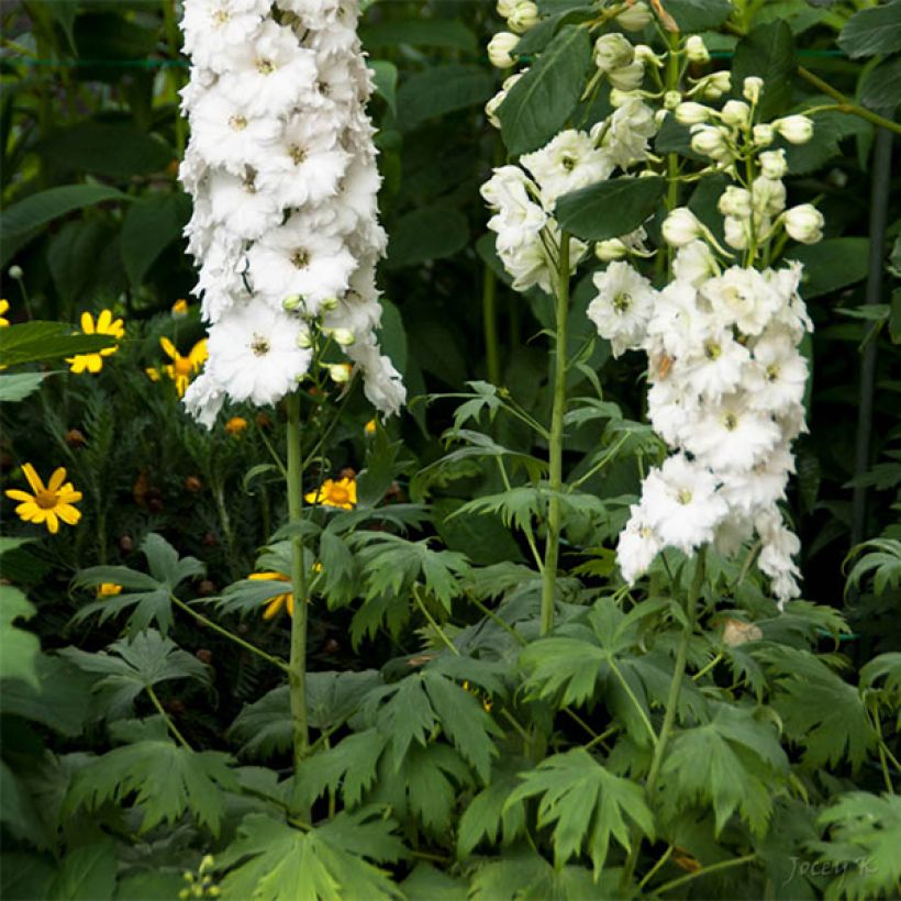 Hoher Rittersporn Double Innocence - Delphinium (Blüte)