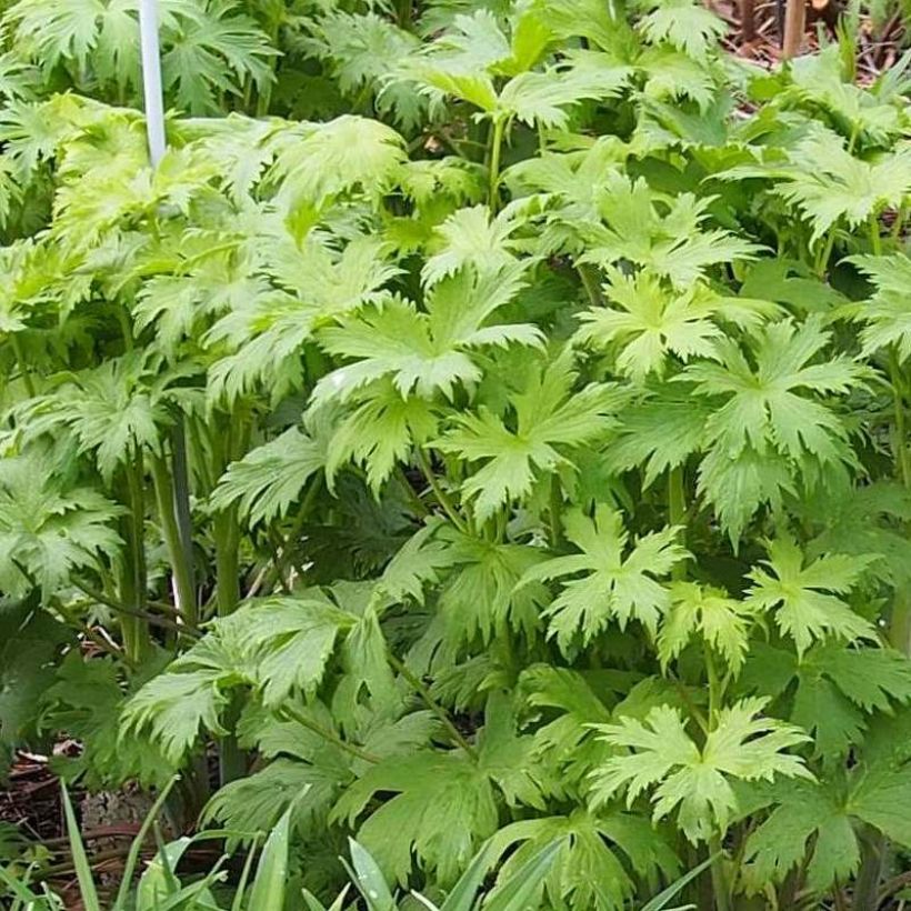 Hoher Rittersporn Morning Lights - Delphinium (Laub)