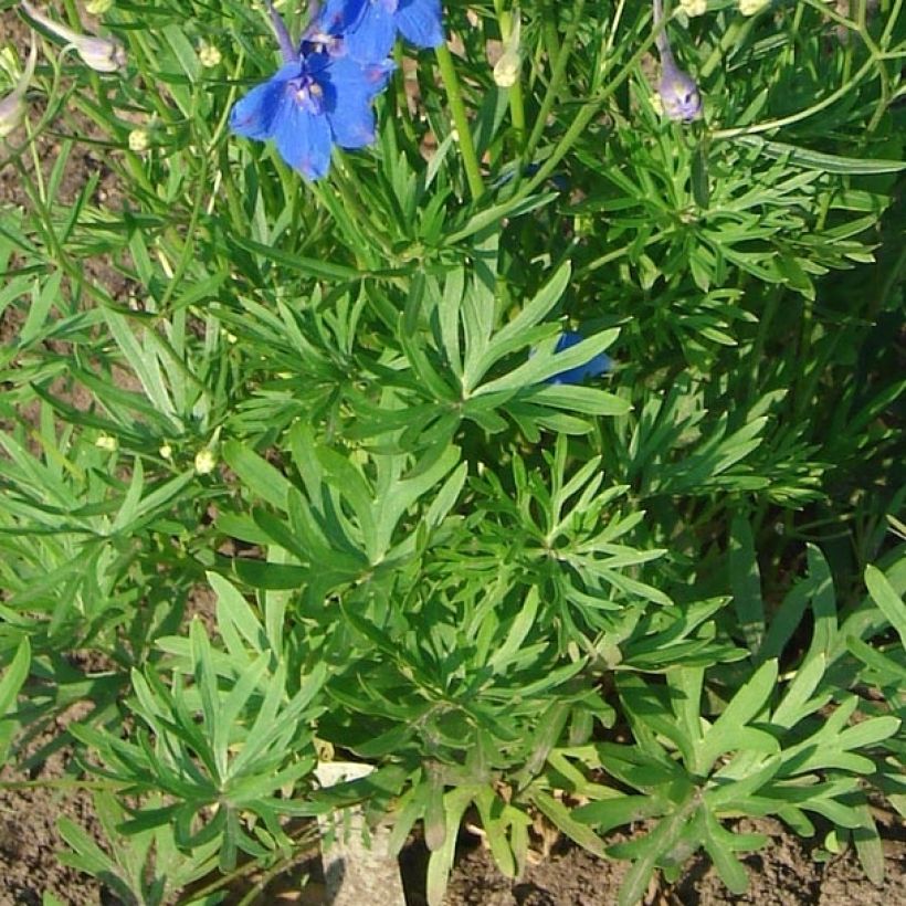 Garten-Rittersporn Blauer Zwerg - Delphinium grandiflorum (Laub)