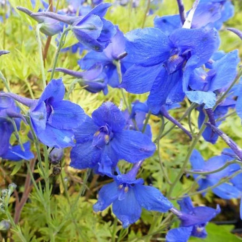 Garten-Rittersporn Blauer Zwerg - Delphinium grandiflorum (Blüte)