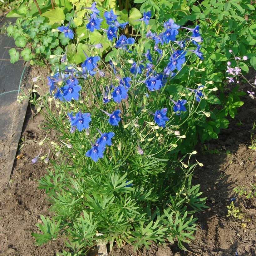 Garten-Rittersporn Blauer Zwerg - Delphinium grandiflorum (Hafen)