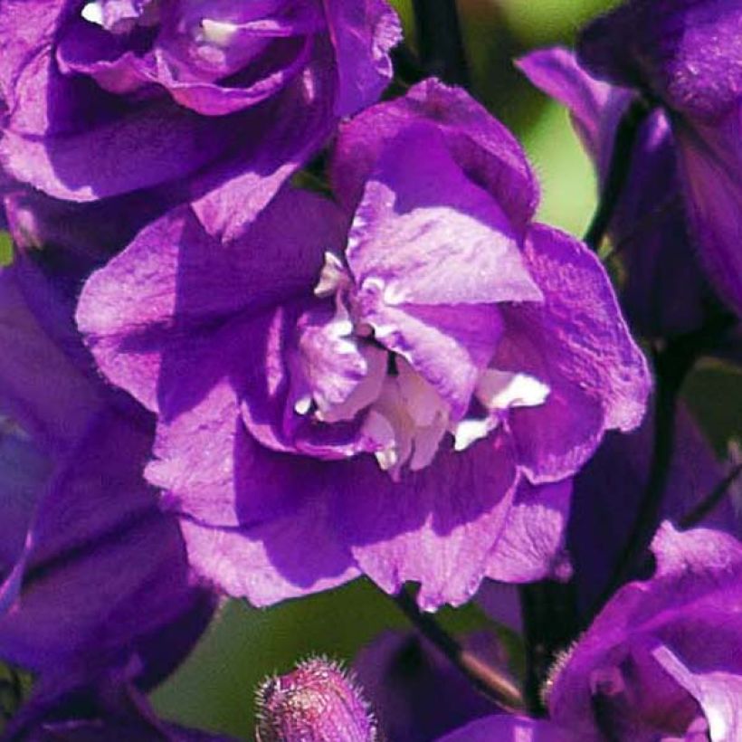 Pacific-Rittersporn Astolat - Delphinium (Blüte)