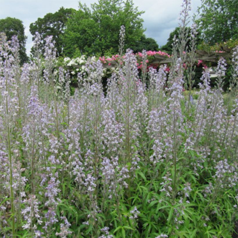 Delphinium requienii - Rittersporn (Blüte)