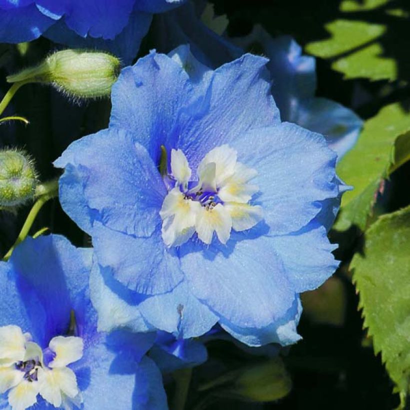 Pacific-Rittersporn Summer Skies - Delphinium (Blüte)