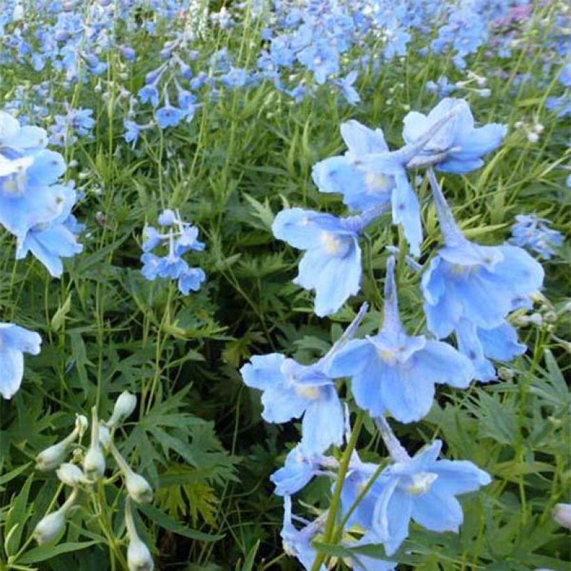 Delphinium belladona Cliveden Beauty - Garten-Rittersporn (Blüte)