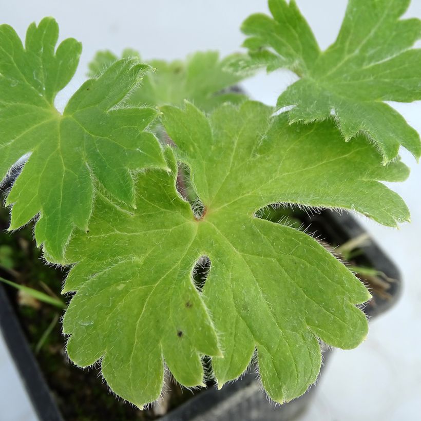 Garten-Rittersporn Finsteraarhorn - Delphinium (Laub)