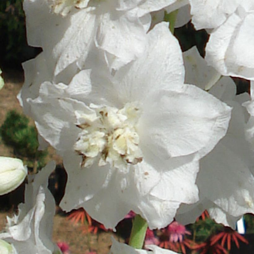 Pacific-Rittersporn Galahad - Delphinium (Blüte)