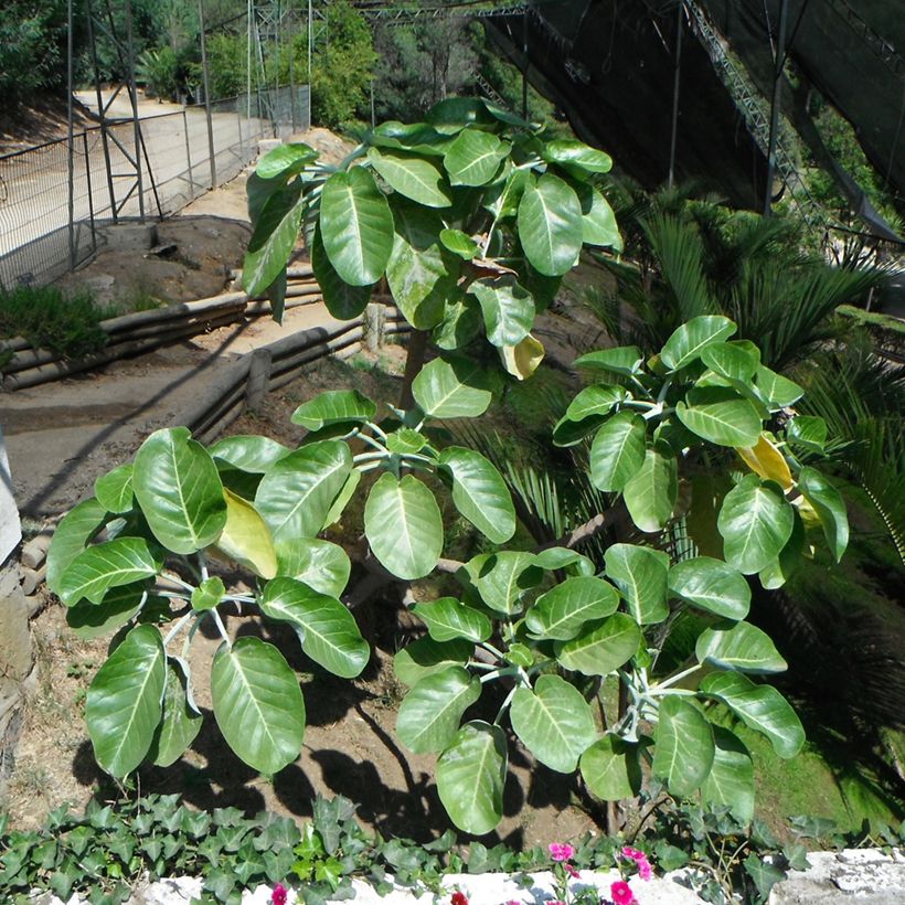 Dendroseris litoralis - Juan Fernández-Kohlbaum (Hafen)