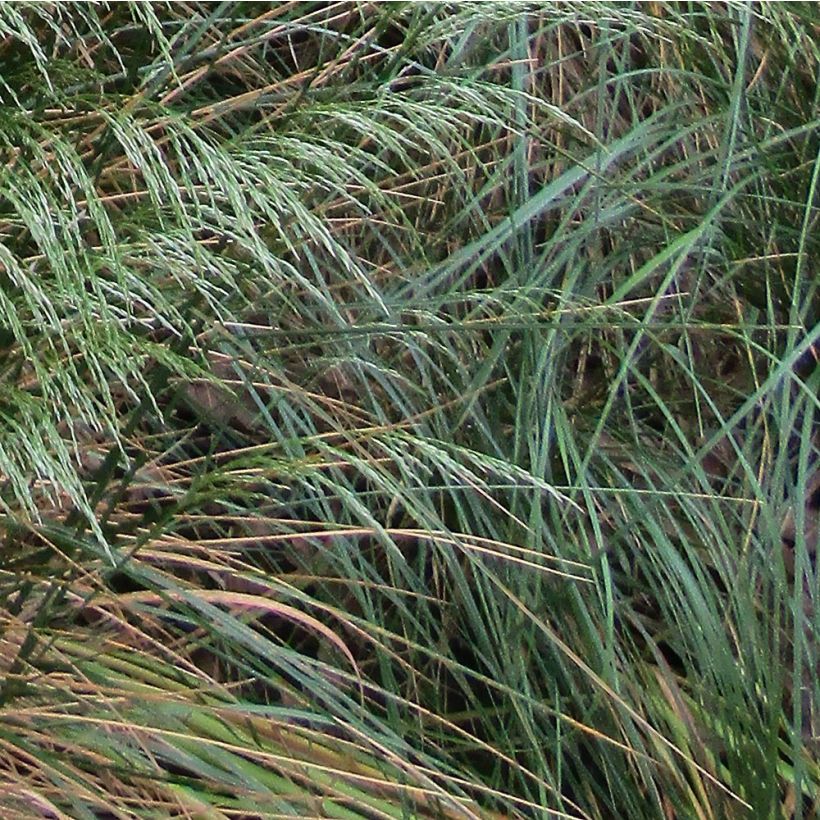 Schlängel-Schmiele - Deschampsia flexuosa (Laub)