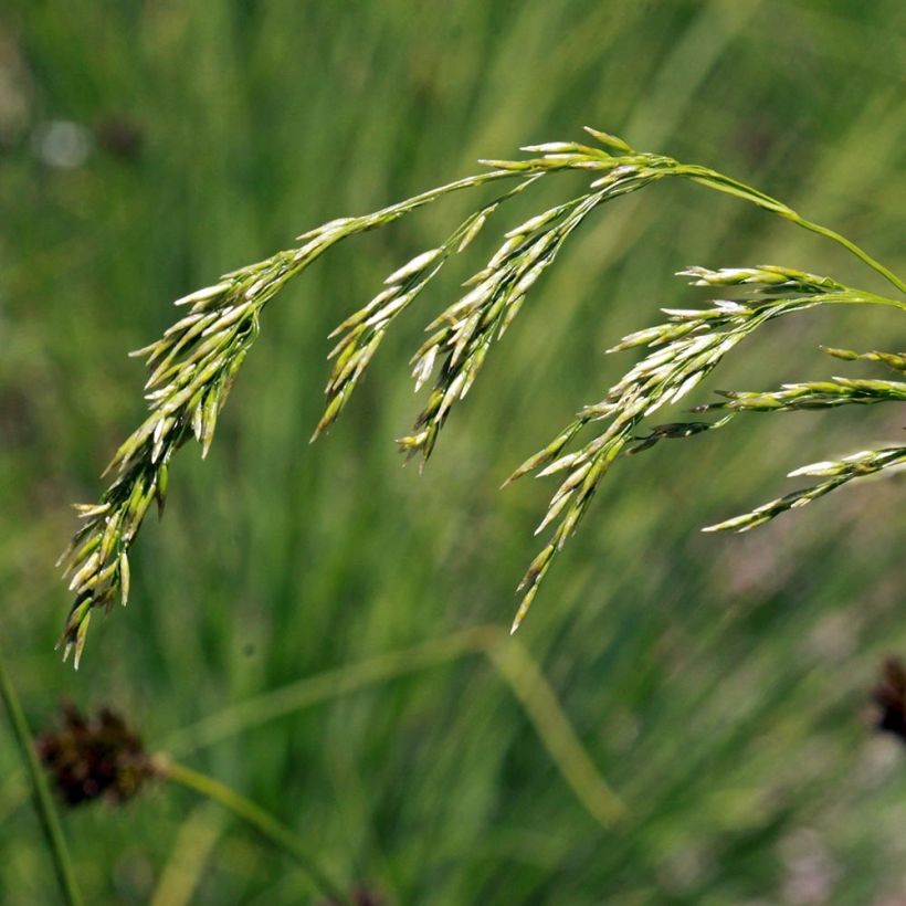 Schlängel-Schmiele - Deschampsia flexuosa (Blüte)