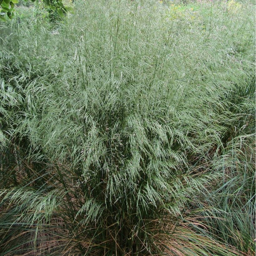 Schlängel-Schmiele - Deschampsia flexuosa (Hafen)