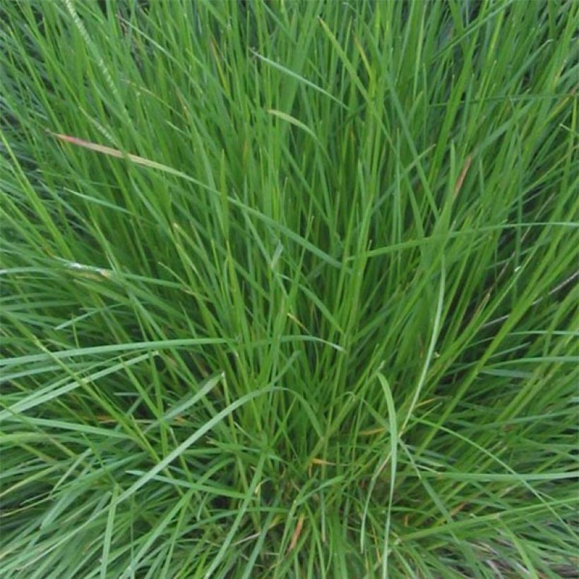 Rasen-Schmiele Bronzeschleier - Deschampsia caespitosa (Laub)