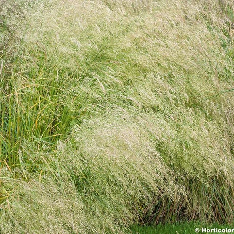 Rasen-Schmiele Bronzeschleier - Deschampsia caespitosa (Blüte)