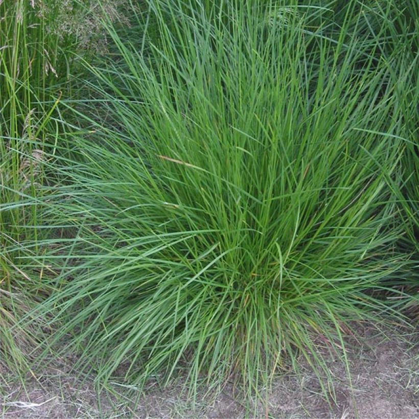 Rasen-Schmiele Bronzeschleier - Deschampsia caespitosa (Hafen)