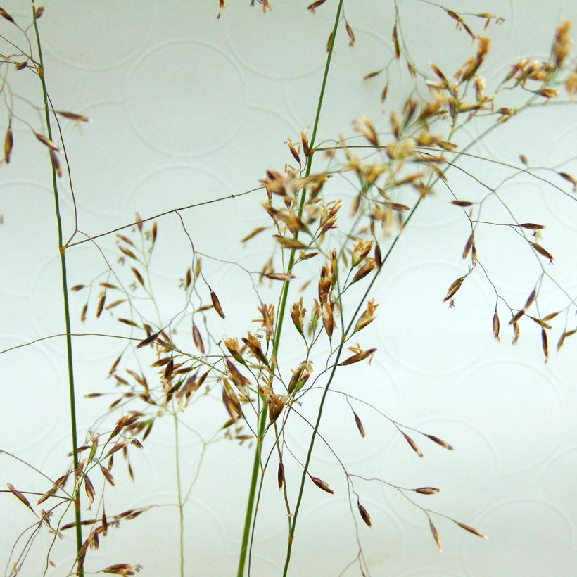 Rasen-Schmiele - Deschampsia caespitosa (Blüte)