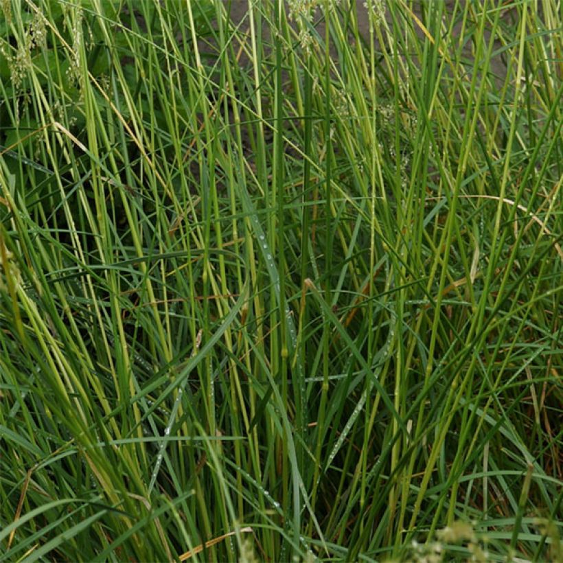 Rasen-Schmiele Goldschleier - Deschampsia caespitosa (Laub)