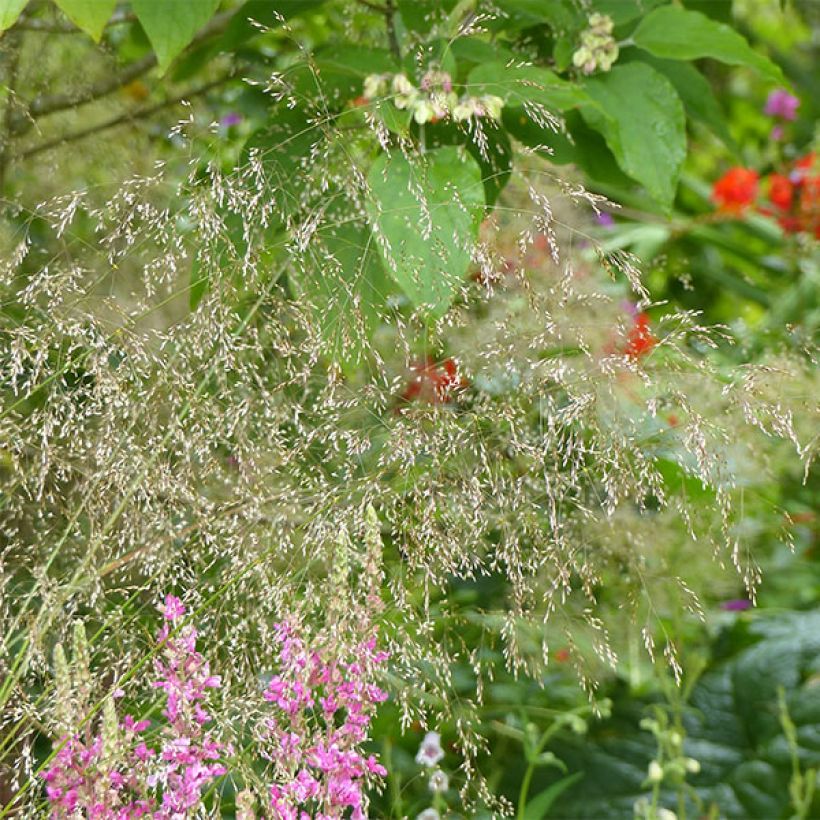 Rasen-Schmiele Goldschleier - Deschampsia caespitosa (Blüte)