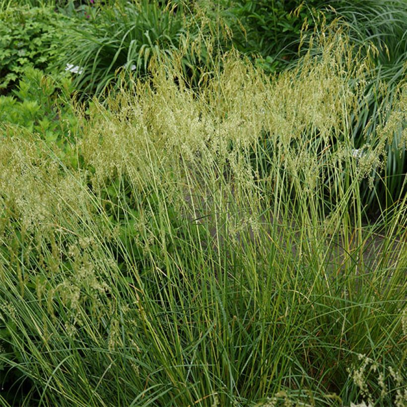 Rasen-Schmiele Goldschleier - Deschampsia caespitosa (Hafen)