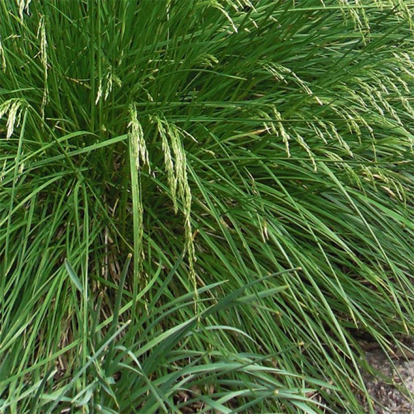 Rasen-Schmiele Goldtau - Deschampsia caespitosa (Laub)