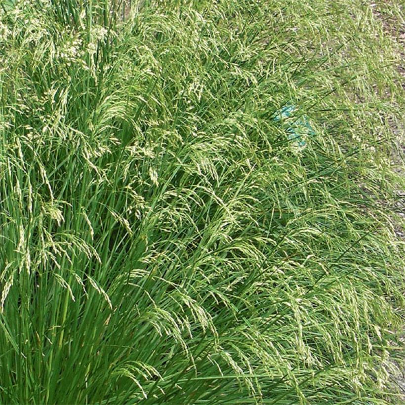 Rasen-Schmiele Goldtau - Deschampsia caespitosa (Blüte)