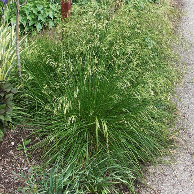 Rasen-Schmiele Goldtau - Deschampsia caespitosa (Hafen)